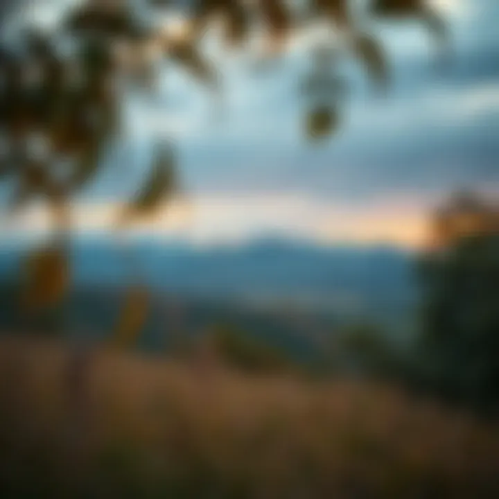 Scenic landscape highlighting the ecological diversity of Ketura Reserve