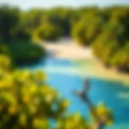 A vibrant mangrove beach showcasing lush greenery and clear waters