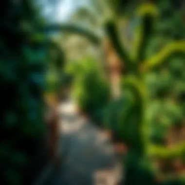 Serene Pathways of Jungle Park Tranquil pathways winding through dense foliage, inviting relaxation and exploration